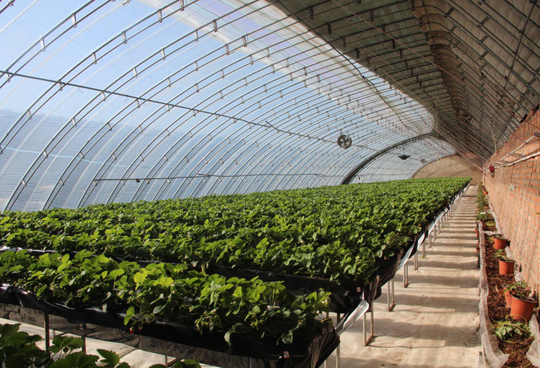 草莓红了!北京“草莓地图”采摘攻略大全来了!休闲区蓝鸢梦想 - Www.slyday.coM 草莓红了!北京“草莓地图”采摘攻略大全来了!休闲区蓝鸢梦想 - Www.slyday.coM