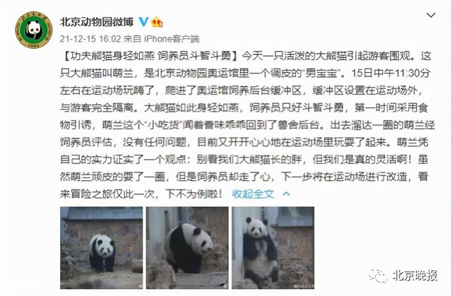 北京动物园一大熊猫“越狱”视频曝光,园方回应休闲区蓝鸢梦想 - Www.slyday.coM 北京动物园一大熊猫“越狱”视频曝光,园方回应休闲区蓝鸢梦想 - Www.slyday.coM
