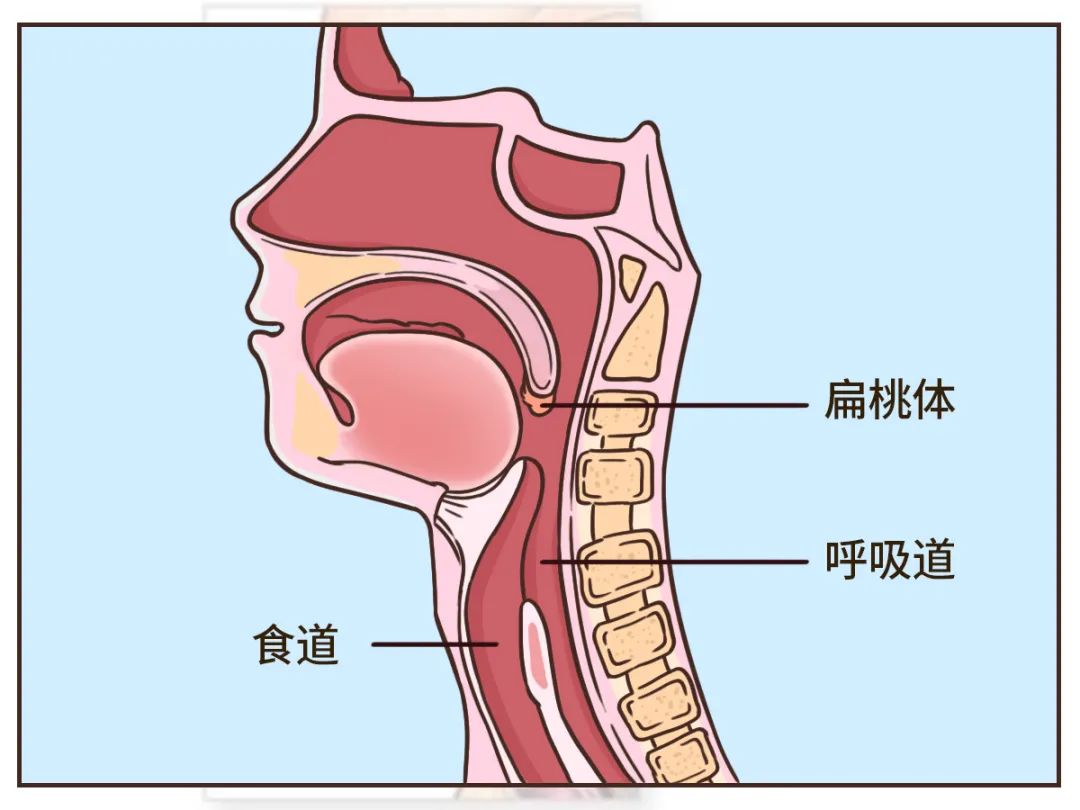 最想割掉的身体部位不是阑尾