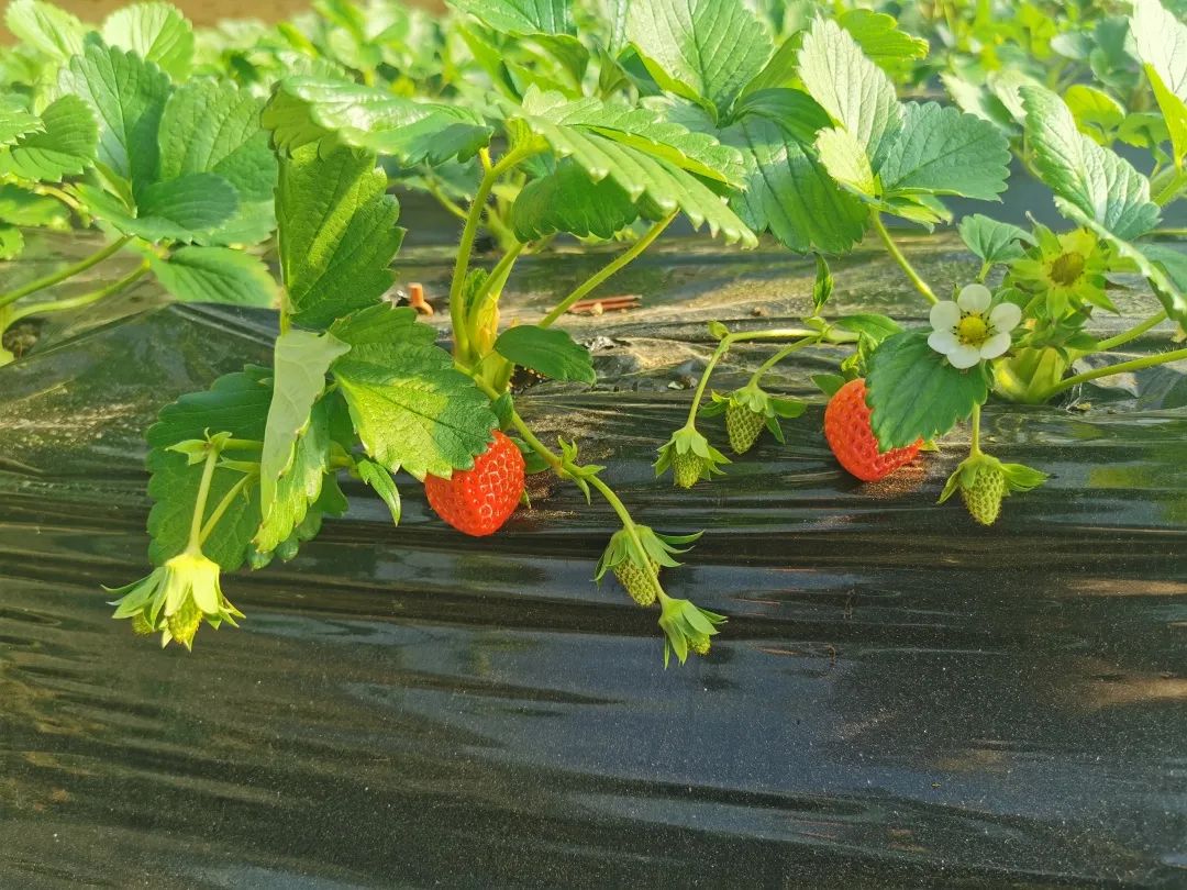 草莓红了!北京“草莓地图”采摘攻略大全来了!休闲区蓝鸢梦想 - Www.slyday.coM 草莓红了!北京“草莓地图”采摘攻略大全来了!休闲区蓝鸢梦想 - Www.slyday.coM