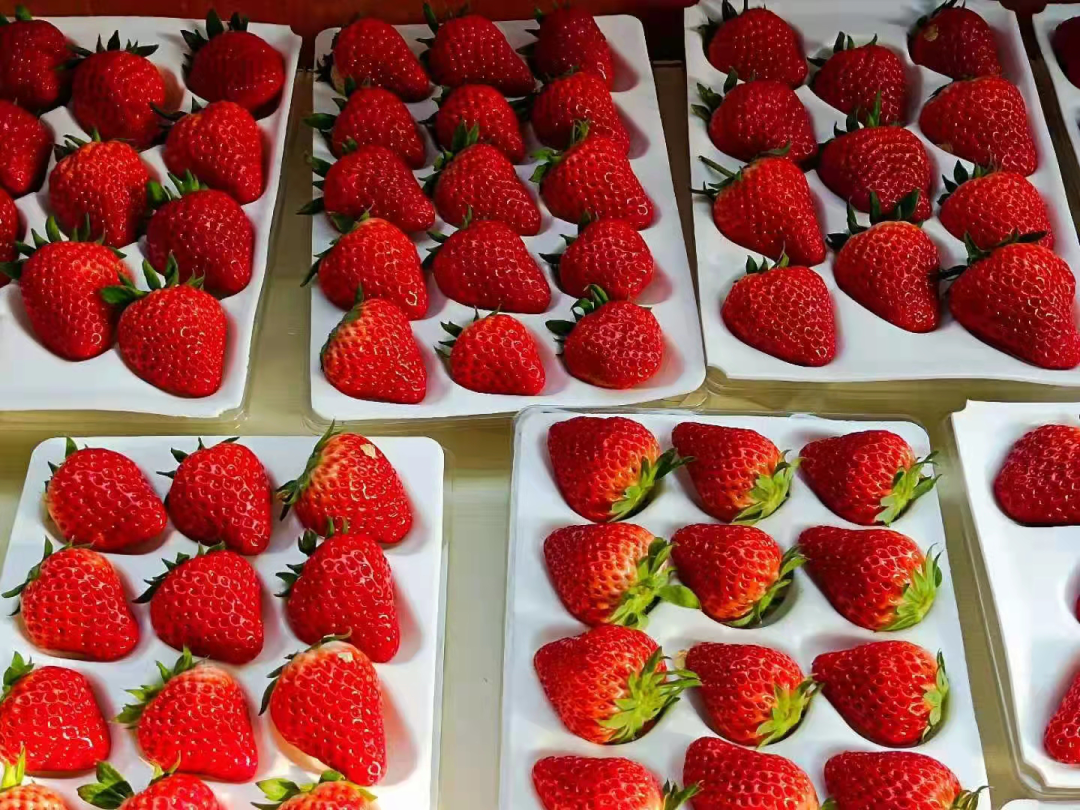 草莓红了!北京“草莓地图”采摘攻略大全来了!休闲区蓝鸢梦想 - Www.slyday.coM 草莓红了!北京“草莓地图”采摘攻略大全来了!休闲区蓝鸢梦想 - Www.slyday.coM