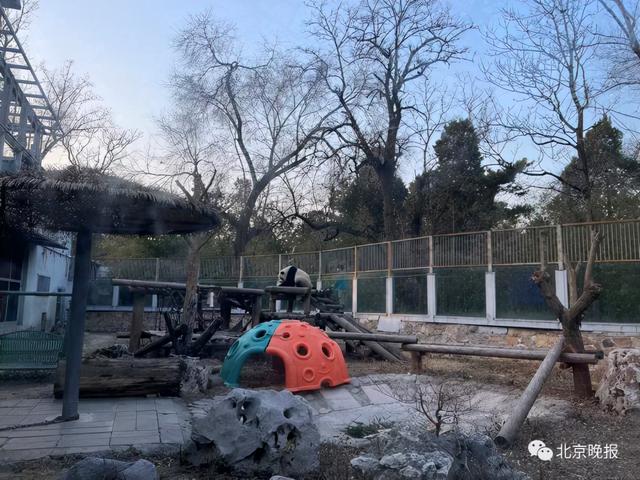 北京动物园一大熊猫“越狱”视频曝光,园方回应休闲区蓝鸢梦想 - Www.slyday.coM 北京动物园一大熊猫“越狱”视频曝光,园方回应休闲区蓝鸢梦想 - Www.slyday.coM