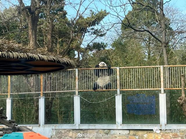 北京动物园一大熊猫“越狱”视频曝光,园方回应休闲区蓝鸢梦想 - Www.slyday.coM 北京动物园一大熊猫“越狱”视频曝光,园方回应休闲区蓝鸢梦想 - Www.slyday.coM