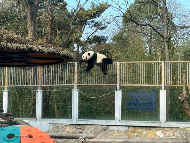 北京动物园一大熊猫“越狱”视频曝光,园方回应休闲区蓝鸢梦想 - Www.slyday.coM 北京动物园一大熊猫“越狱”视频曝光,园方回应休闲区蓝鸢梦想 - Www.slyday.coM