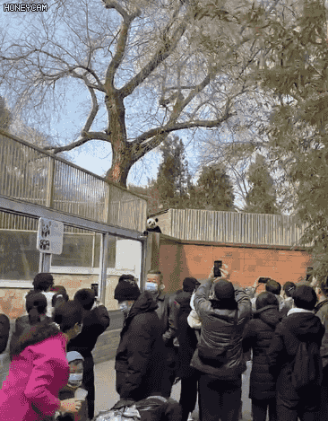 北京动物园一大熊猫“越狱”视频曝光,园方回应休闲区蓝鸢梦想 - Www.slyday.coM 北京动物园一大熊猫“越狱”视频曝光,园方回应休闲区蓝鸢梦想 - Www.slyday.coM