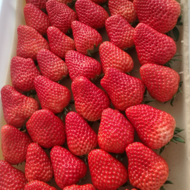 草莓红了!北京“草莓地图”采摘攻略大全来了!休闲区蓝鸢梦想 - Www.slyday.coM 草莓红了!北京“草莓地图”采摘攻略大全来了!休闲区蓝鸢梦想 - Www.slyday.coM