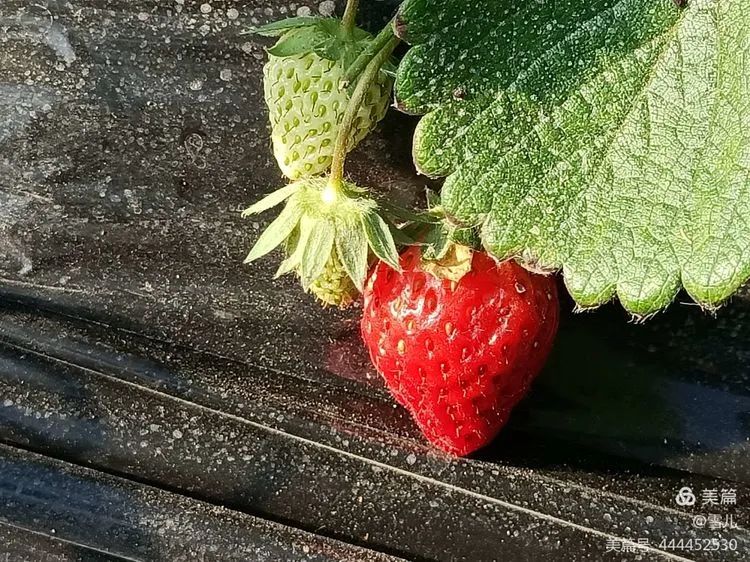 草莓红了!北京“草莓地图”采摘攻略大全来了!休闲区蓝鸢梦想 - Www.slyday.coM 草莓红了!北京“草莓地图”采摘攻略大全来了!休闲区蓝鸢梦想 - Www.slyday.coM