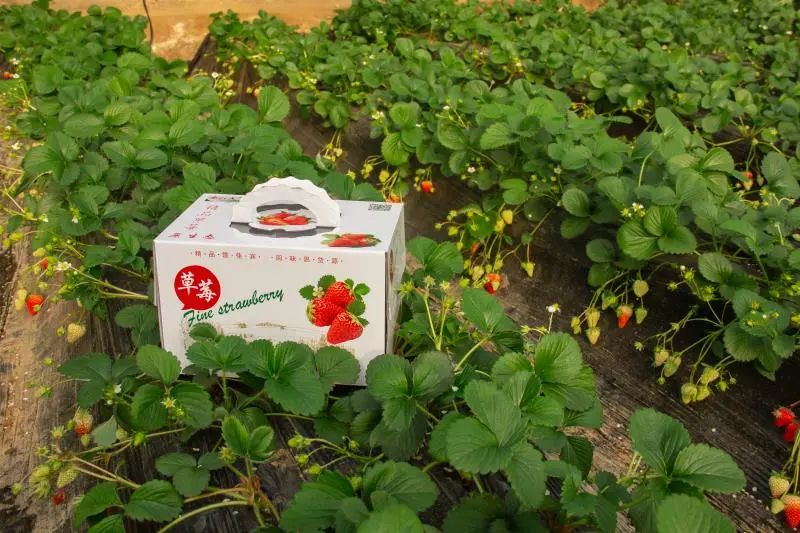 草莓红了!北京“草莓地图”采摘攻略大全来了!休闲区蓝鸢梦想 - Www.slyday.coM 草莓红了!北京“草莓地图”采摘攻略大全来了!休闲区蓝鸢梦想 - Www.slyday.coM