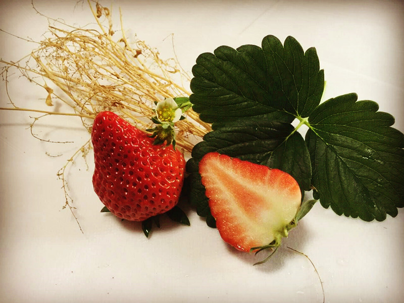 草莓红了!北京“草莓地图”采摘攻略大全来了!休闲区蓝鸢梦想 - Www.slyday.coM 草莓红了!北京“草莓地图”采摘攻略大全来了!休闲区蓝鸢梦想 - Www.slyday.coM