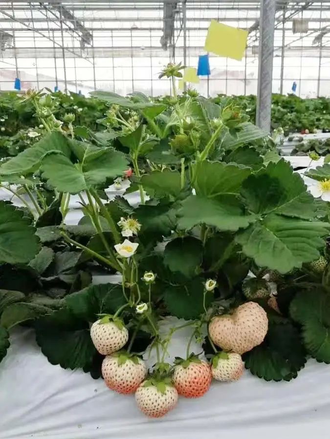 草莓红了!北京“草莓地图”采摘攻略大全来了!休闲区蓝鸢梦想 - Www.slyday.coM 草莓红了!北京“草莓地图”采摘攻略大全来了!休闲区蓝鸢梦想 - Www.slyday.coM