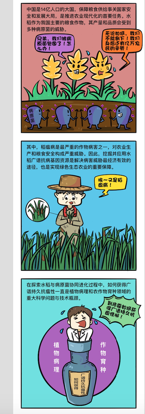 《自然》刊发中国团队重大发现 能让水稻少喷农药还防“稻瘟病”