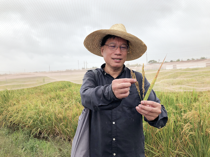 《自然》刊发中国团队重大发现 能让水稻少喷农药还防“稻瘟病”
