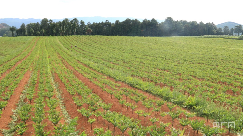 贵州威宁:以科技为支撑 推动魔芋产业高质量发展休闲区蓝鸢梦想 - Www.slyday.coM 贵州威宁:以科技为支撑 推动魔芋产业高质量发展休闲区蓝鸢梦想 - Www.slyday.coM