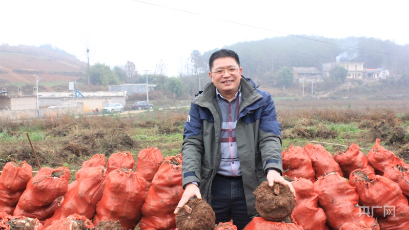 贵州威宁:以科技为支撑 推动魔芋产业高质量发展休闲区蓝鸢梦想 - Www.slyday.coM 贵州威宁:以科技为支撑 推动魔芋产业高质量发展休闲区蓝鸢梦想 - Www.slyday.coM