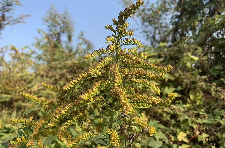 8种“入侵植物”，比<a href=