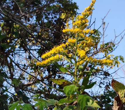 8种“入侵植物”，比<a href=