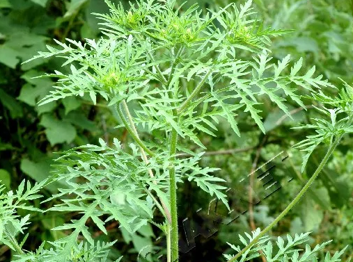 8种“入侵植物”，比<a href=