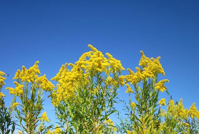 外来入侵植物的新科冠军：<a href=