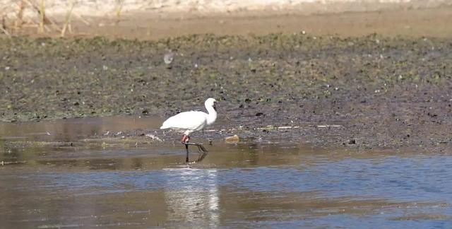 首次现身！全球濒危物种黑脸琵鹭飞临大理洱海，带有<a href=