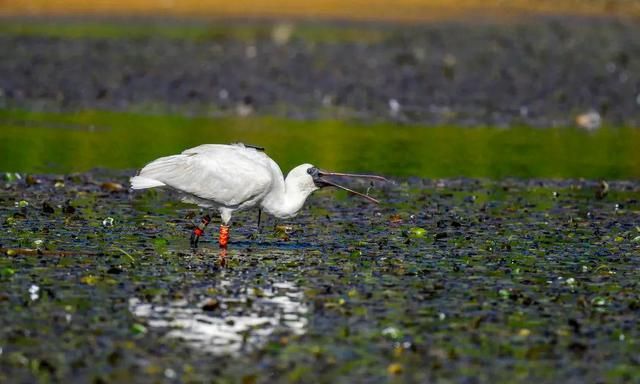 首次现身！全球濒危物种黑脸琵鹭飞临大理洱海，带有<a href=