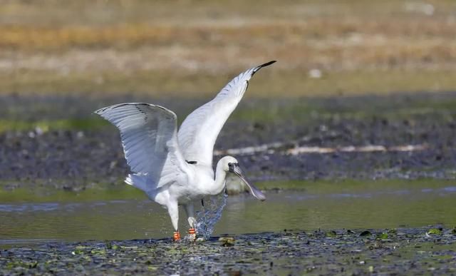 首次现身！全球濒危物种黑脸琵鹭飞临大理洱海，带有<a href=