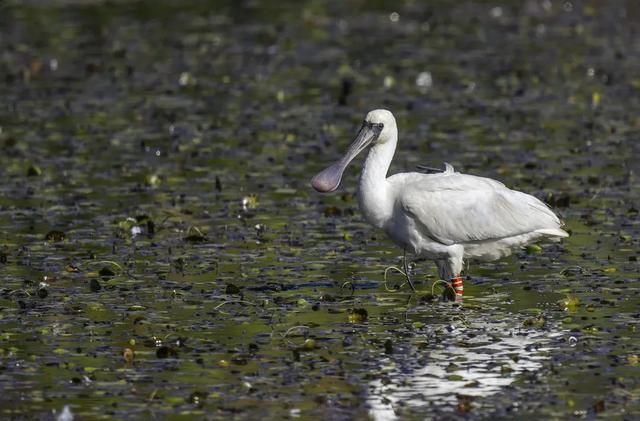 首次现身！全球濒危物种黑脸琵鹭飞临大理洱海，带有<a href=