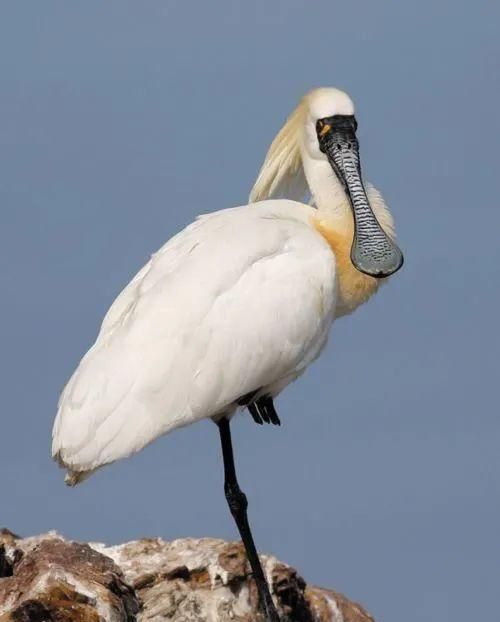 首次现身！全球濒危物种黑脸琵鹭飞临大理洱海，带有<a href=