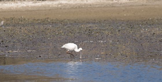 首次现身！全球濒危物种黑脸琵鹭飞临大理洱海，带有<a href=