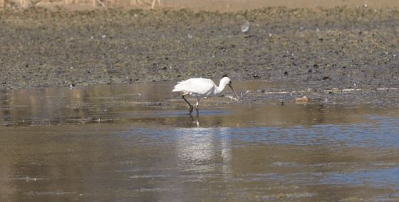首次现身！全球濒危物种黑脸琵鹭飞临大理洱海，带有<a href=