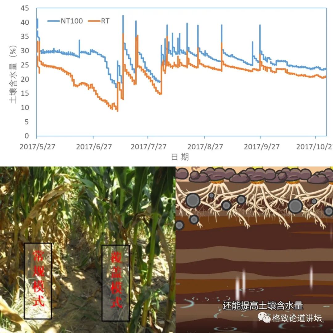 ▲ 抗旱保墒：雨水渗透能力提升、蒸发减少、土壤保水能力增加