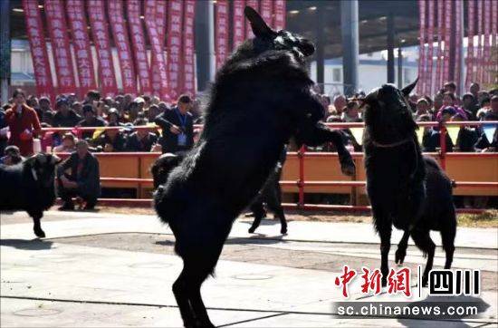 会东举行第六届“黑山羊·黑松露”美食文化节“抢羊”“选美”活动插图 会东举行第六届“黑山羊·黑松露”美食文化节“抢羊”“选美”活动插图
