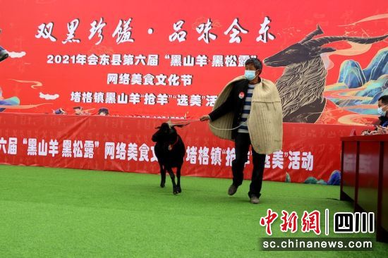 会东举行第六届“黑山羊·黑松露”美食文化节“抢羊”“选美”活动插图 会东举行第六届“黑山羊·黑松露”美食文化节“抢羊”“选美”活动插图