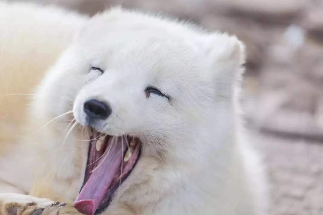 白狐 “上海动物园”微信公众号 图