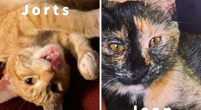 公司橘猫笨到把女同事气哭要离职!甚至闹到了HR!休闲区蓝鸢梦想 - Www.slyday.coM 公司橘猫笨到把女同事气哭要离职!甚至闹到了HR!休闲区蓝鸢梦想 - Www.slyday.coM