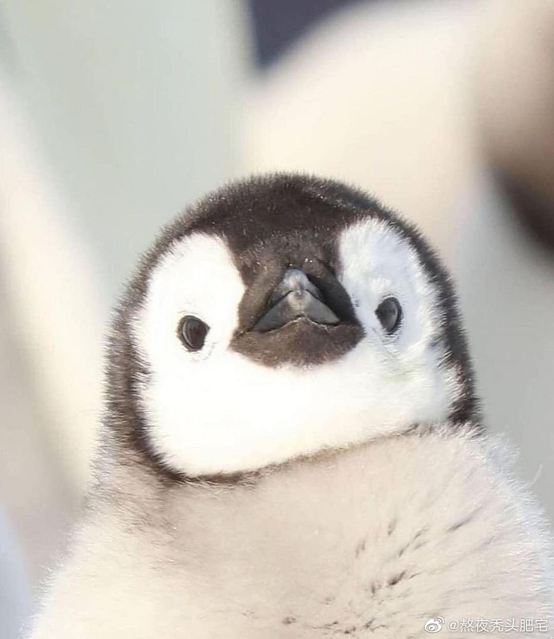 有类似这样小企鹅的表情包吗？ - 知乎