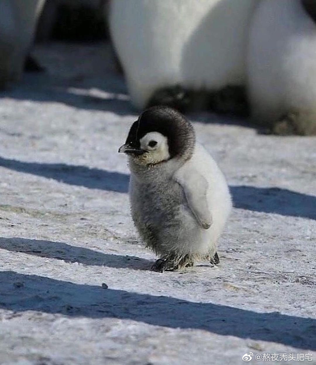 北极熊与企鹅分布之谜 南极为何没有熊类生存
