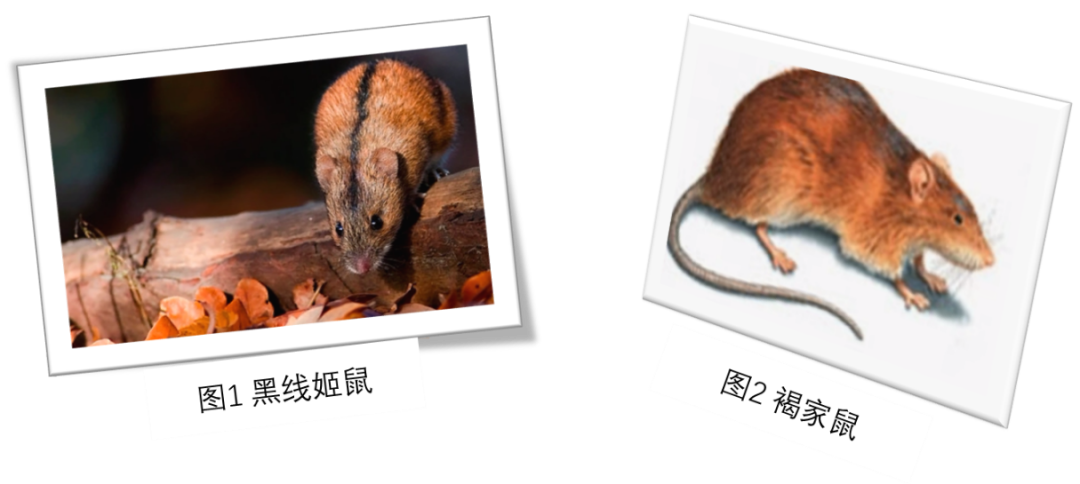 瞧,他们长这样↓在我国出血热以黑线姬鼠,褐家鼠为主要宿主动物和