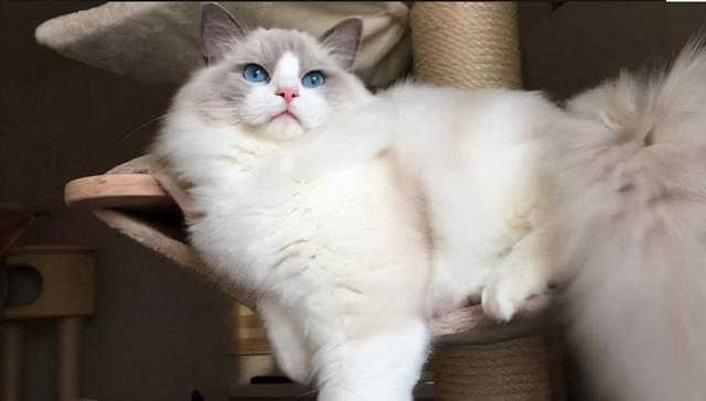 1,体型大,体重高布偶猫是现存体型最大的猫咪之一.