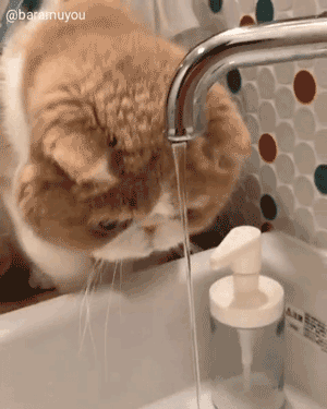 一些没跟妈妈学会喝水的小猫咪哈哈哈哈笑死我了