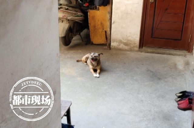 南昌:居民称自家狗被打死?警方回应来了休闲区蓝鸢梦想 - Www.slyday.coM 南昌:居民称自家狗被打死?警方回应来了休闲区蓝鸢梦想 - Www.slyday.coM