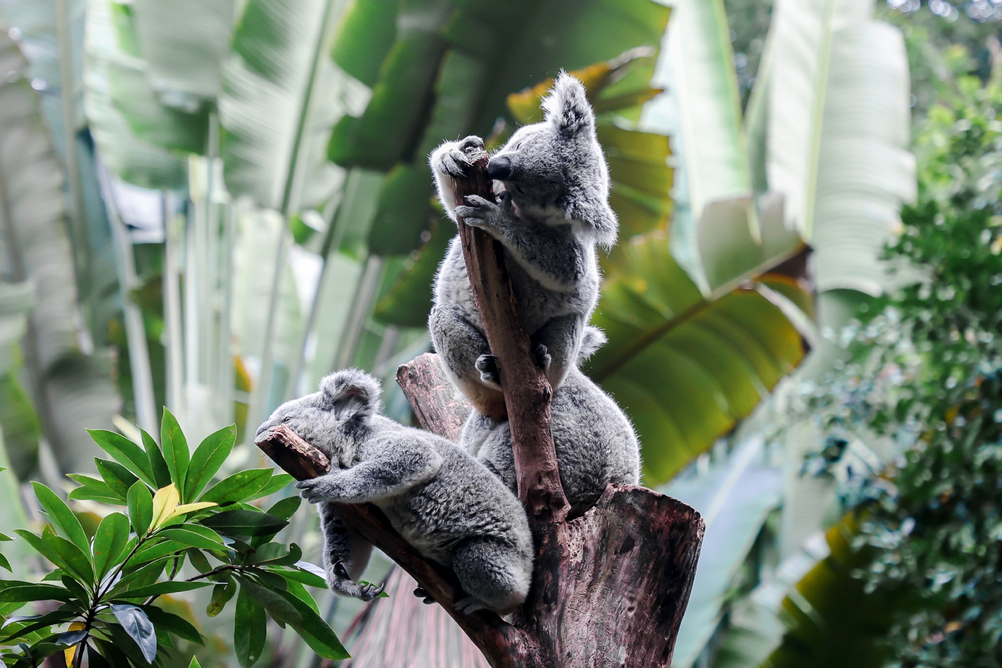 澳洲 欧洲人：哥，这是啥？ 毛利：koula（不喝水） 欧洲人：哦！