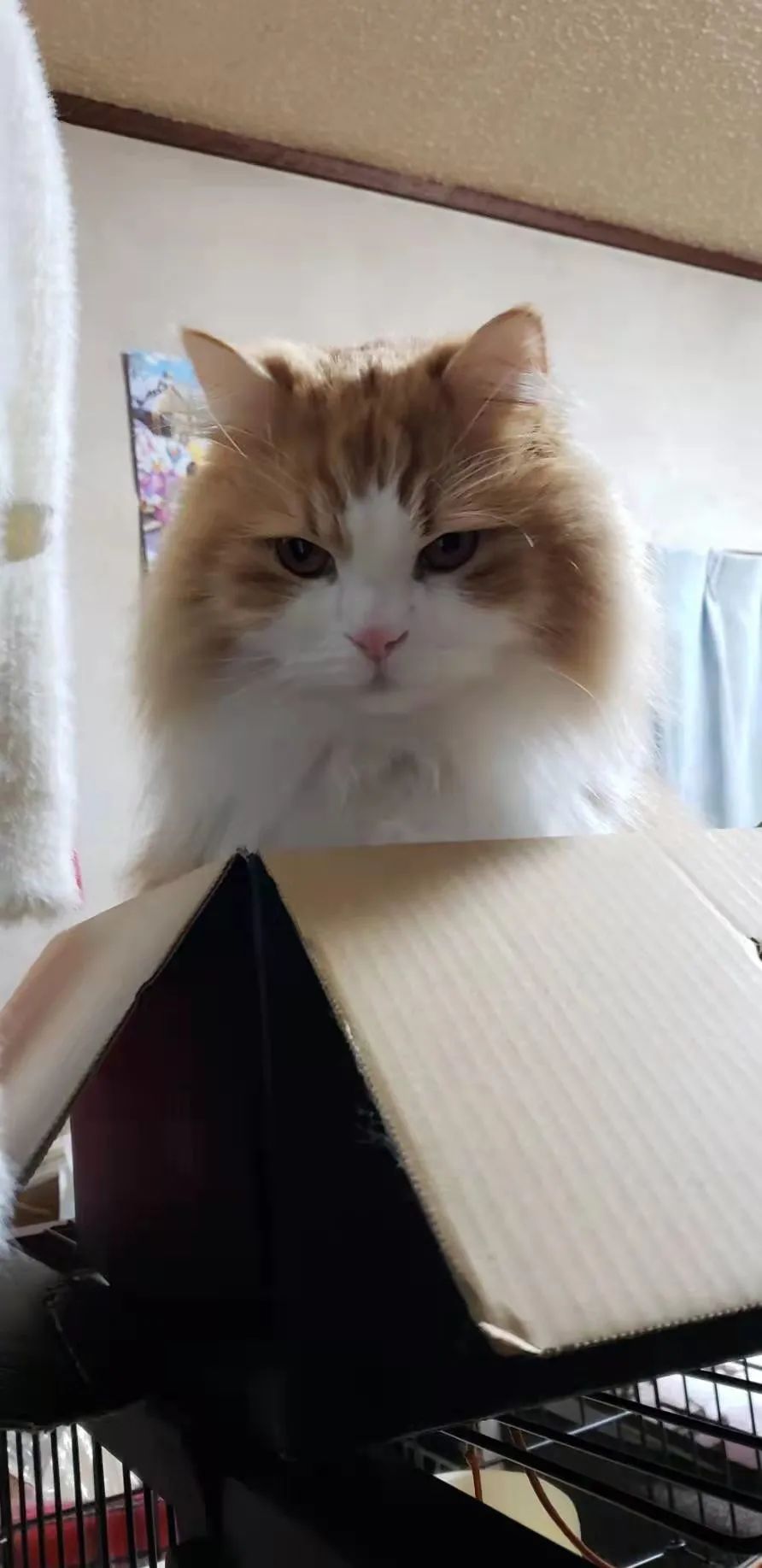 22岁女孩做遗品整理师,被1000只蟑螂围攻,清一间房花1整天休闲区蓝鸢梦想 - Www.slyday.coM 22岁女孩做遗品整理师,被1000只蟑螂围攻,清一间房花1整天休闲区蓝鸢梦想 - Www.slyday.coM