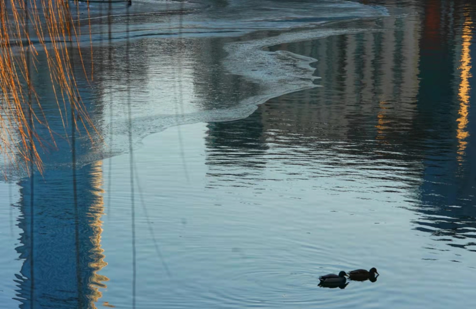 实拍京城冬日野趣,野鸭白鹅游弋觅食休闲区蓝鸢梦想 - Www.slyday.coM 实拍京城冬日野趣,野鸭白鹅游弋觅食休闲区蓝鸢梦想 - Www.slyday.coM