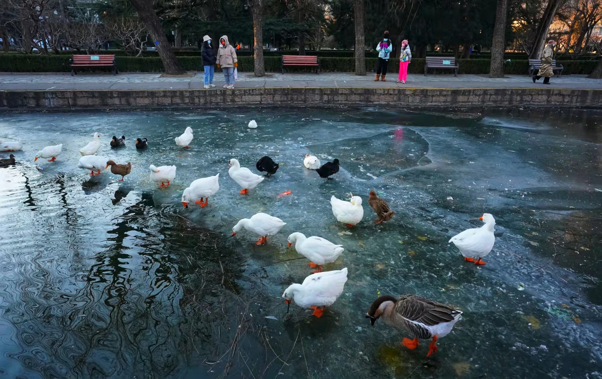 实拍京城冬日野趣,野鸭白鹅游弋觅食休闲区蓝鸢梦想 - Www.slyday.coM 实拍京城冬日野趣,野鸭白鹅游弋觅食休闲区蓝鸢梦想 - Www.slyday.coM