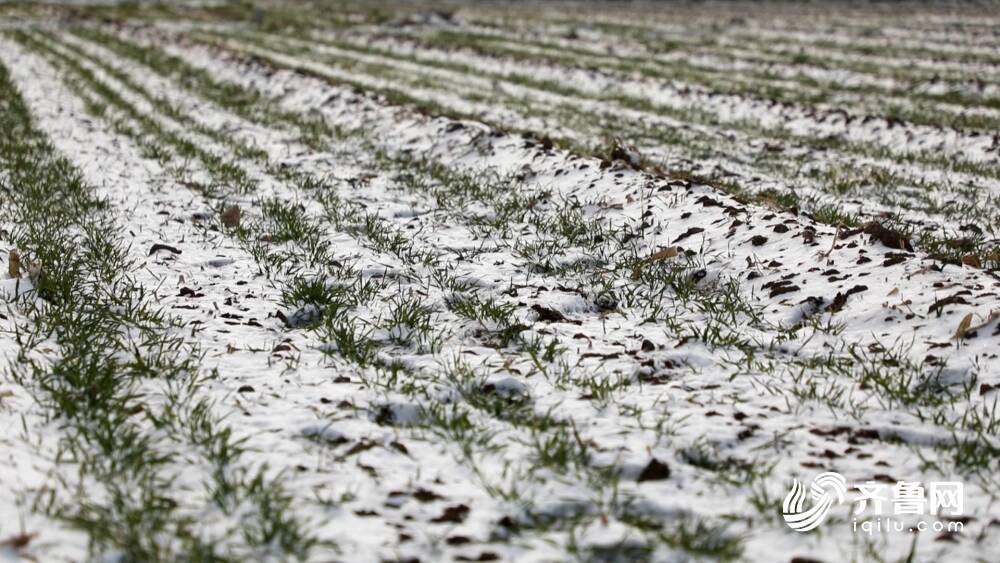 应对寒潮天气:山东各地农业专家深入田间大棚指导生产 专家建议对不同类型小麦分类管理休闲区蓝鸢梦想 - Www.slyday.coM 应对寒潮天气:山东各地农业专家深入田间大棚指导生产 专家建议对不同类型小麦分类管理休闲区蓝鸢梦想 - Www.slyday.coM