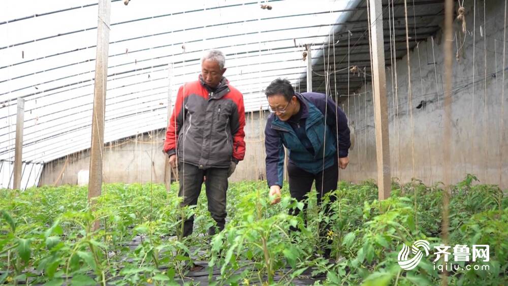 应对寒潮天气:山东各地农业专家深入田间大棚指导生产 专家建议对不同类型小麦分类管理休闲区蓝鸢梦想 - Www.slyday.coM 应对寒潮天气:山东各地农业专家深入田间大棚指导生产 专家建议对不同类型小麦分类管理休闲区蓝鸢梦想 - Www.slyday.coM