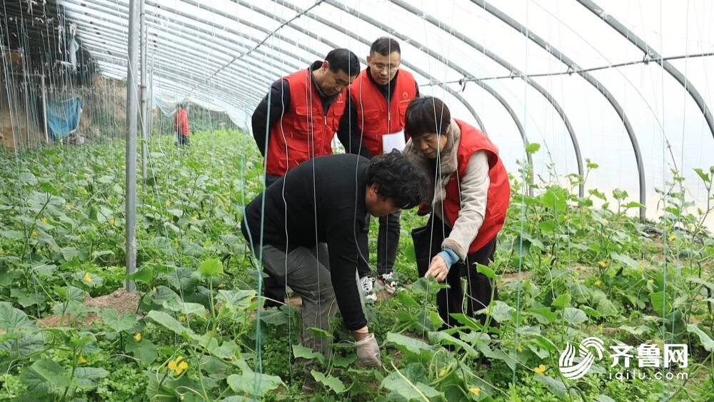 应对寒潮天气:山东各地农业专家深入田间大棚指导生产 专家建议对不同类型小麦分类管理休闲区蓝鸢梦想 - Www.slyday.coM 应对寒潮天气:山东各地农业专家深入田间大棚指导生产 专家建议对不同类型小麦分类管理休闲区蓝鸢梦想 - Www.slyday.coM