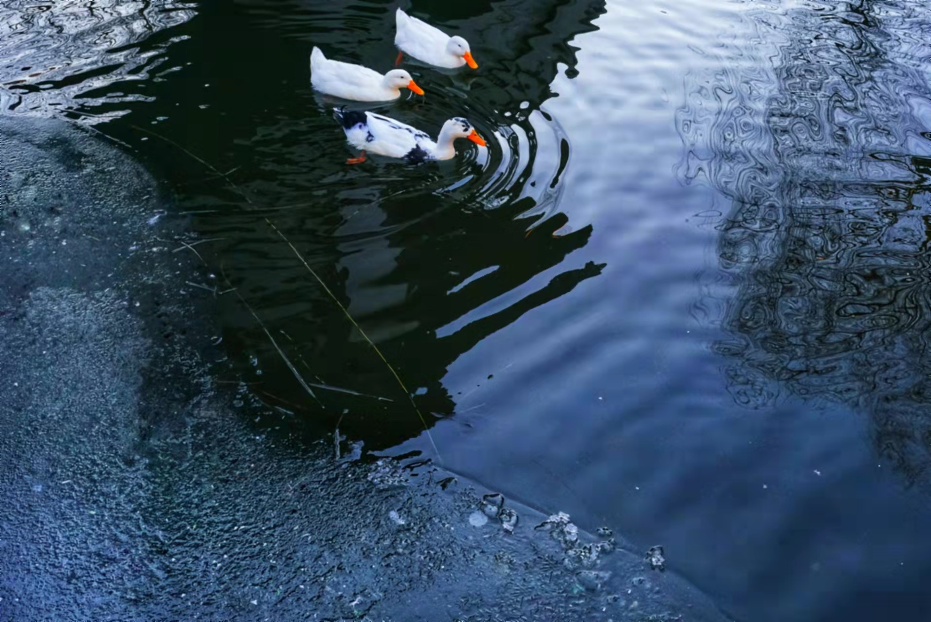 实拍京城冬日野趣,野鸭白鹅游弋觅食休闲区蓝鸢梦想 - Www.slyday.coM 实拍京城冬日野趣,野鸭白鹅游弋觅食休闲区蓝鸢梦想 - Www.slyday.coM