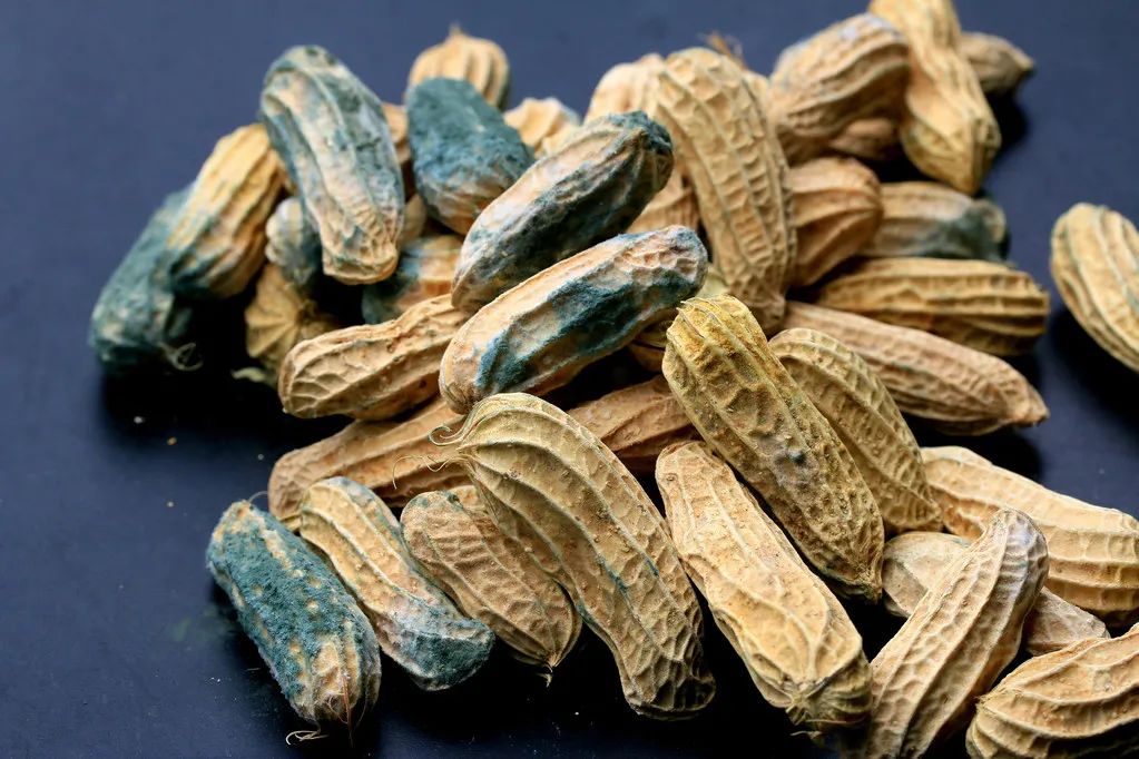 花生和它一起煮,比人参补!1碗助眠、2碗补气、3碗养胃,天越冷越要喝休闲区蓝鸢梦想 - Www.slyday.coM 花生和它一起煮,比人参补!1碗助眠、2碗补气、3碗养胃,天越冷越要喝休闲区蓝鸢梦想 - Www.slyday.coM