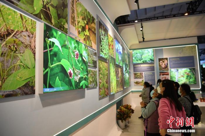 11月4日，市民在云南生物多样性保护实践与成果展馆内参观。 中新社记者 刘冉阳 摄